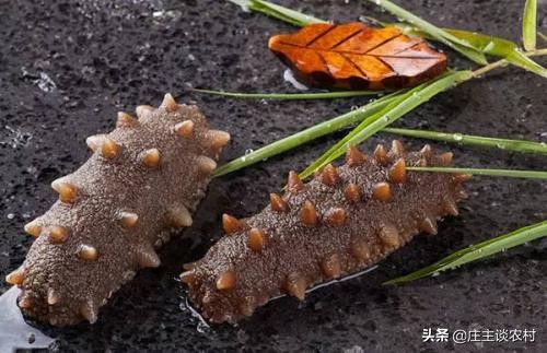 世界上最贵的几种食材有哪些,世界上最贵最顶级的食材