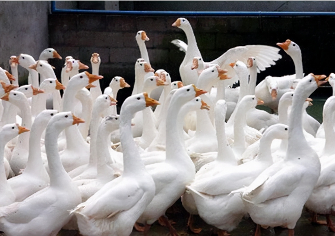 雏鹅拉稀白便,幼鹅拉稀是怎么回事