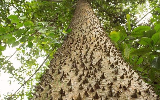 6个可能会夺走你性命的“可怕树木”，看到需要立即逃命