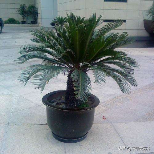 铁树叶子发黄干枯小妙招,红铁树叶子尖发黄怎么办