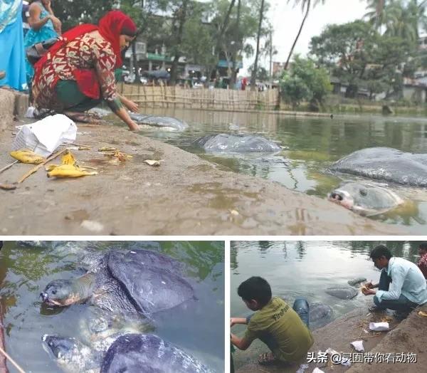 斑鳖即将灭绝人工克隆,全球仅剩3只斑鳖