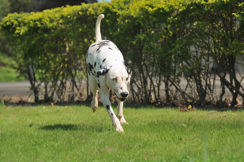 为啥现在很少见斑点狗了,斑点狗为什么无人问津