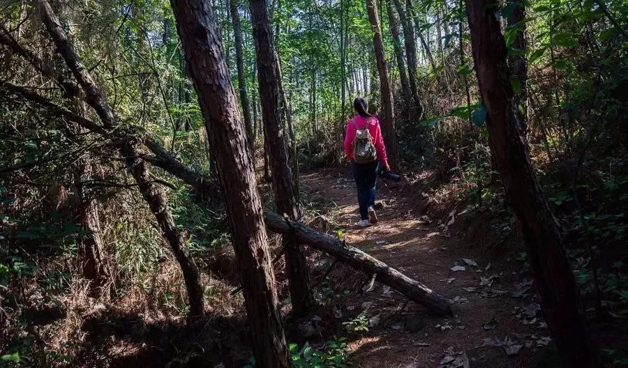 隐世原乡,又见桐花开。