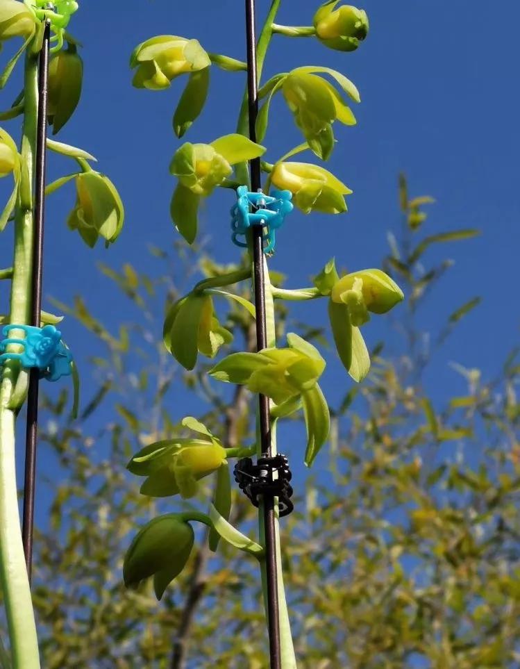 秦岭早年下山的一颗蕙兰荷素，后来成为传世名品