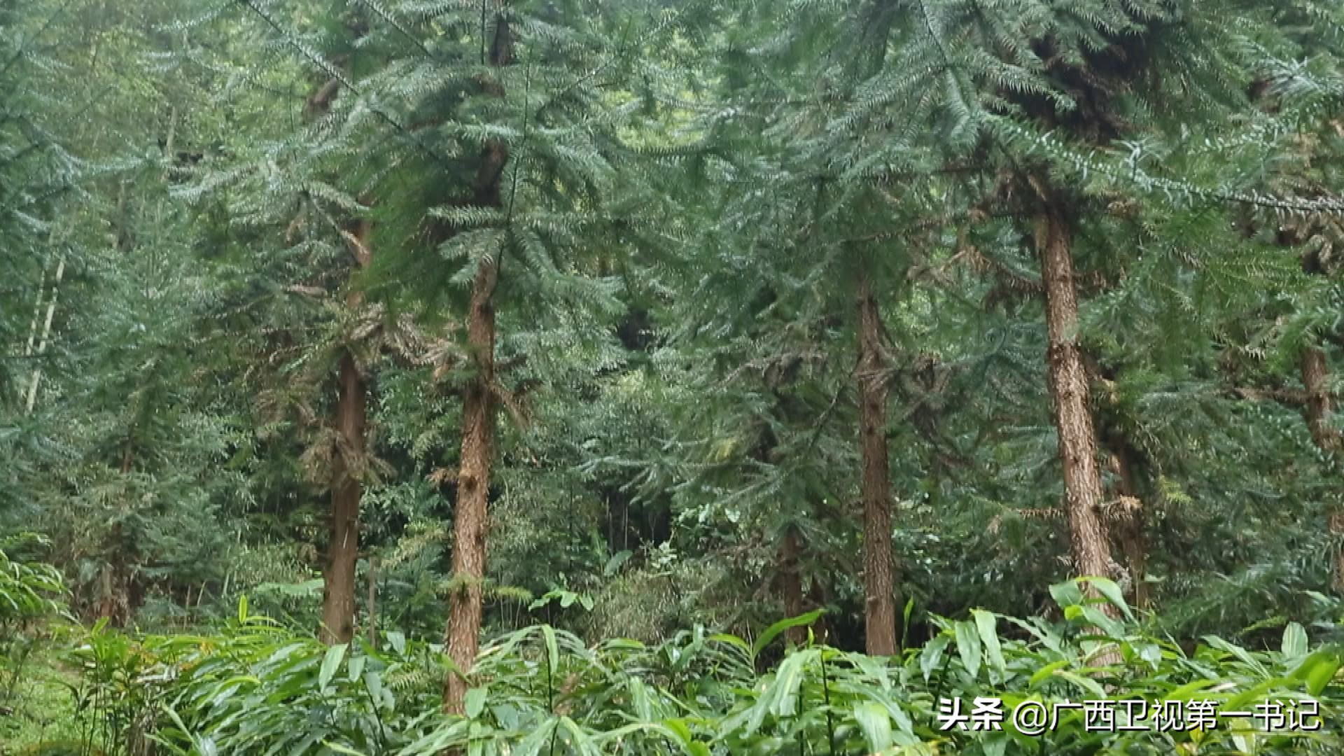 盘瑶山,盘瑶瑶族姑娘