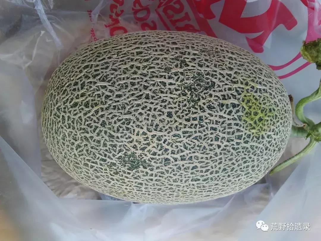 四川适合种植哈密瓜甜瓜品种,甜瓜种植技术新疆哈密瓜