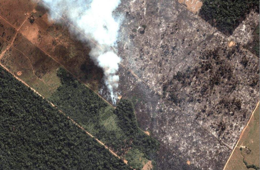 树懒那么慢,蛇一口一个准,为何还没被吃绝?树懒:它找不到我