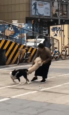 狗狗交配途中被打断,会带来什么影响?