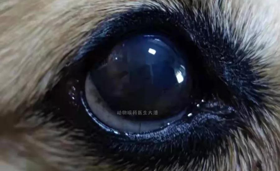 犬角膜破损、眼睛破损的治疗