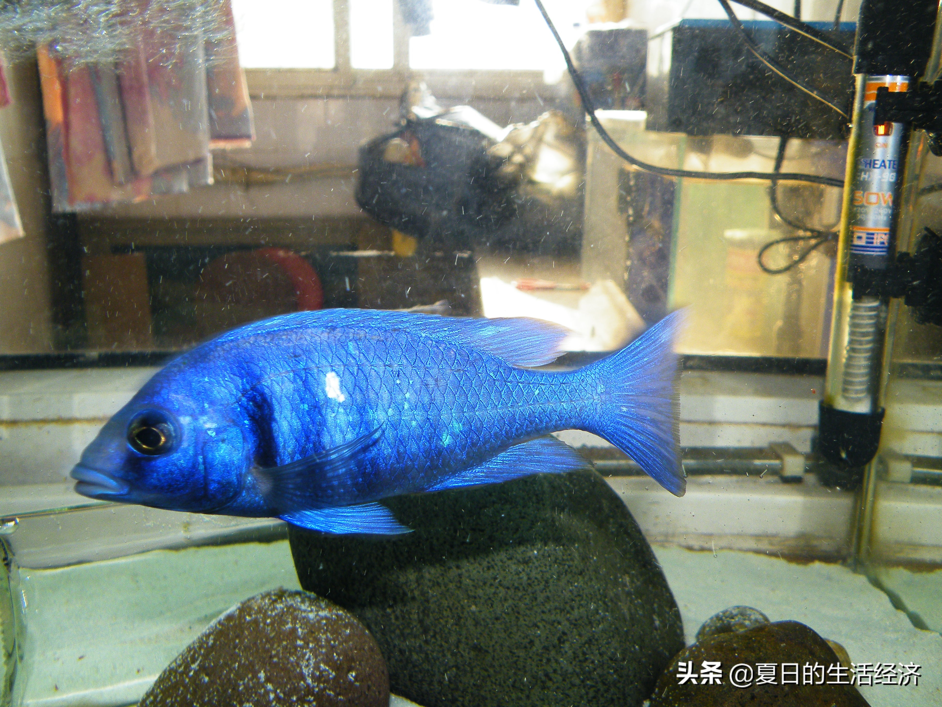 回忆三湖,三湖慈鲷纪念