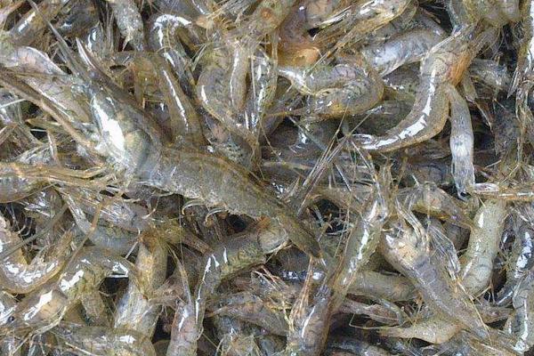 河虾的种类名称和价格,河虾和海虾的种类