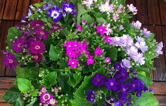 瓜叶菊花的养护方法,瓜叶菊开完花如何养护