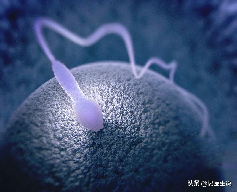 去医院检查精子前注意什么,去医院检查精子之前要准备什么