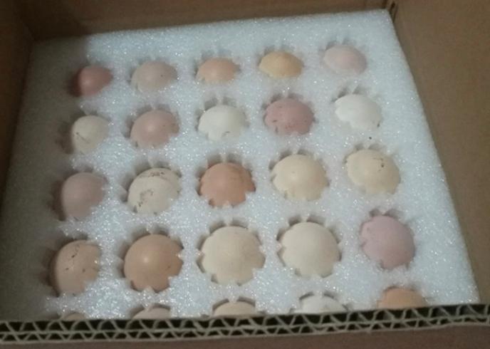 买鸡蛋选红或白壳好,买红壳鸡蛋还是白壳鸡蛋好