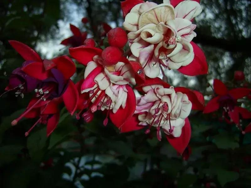 惊艳倒挂金钟,惊艳倒挂金钟图片