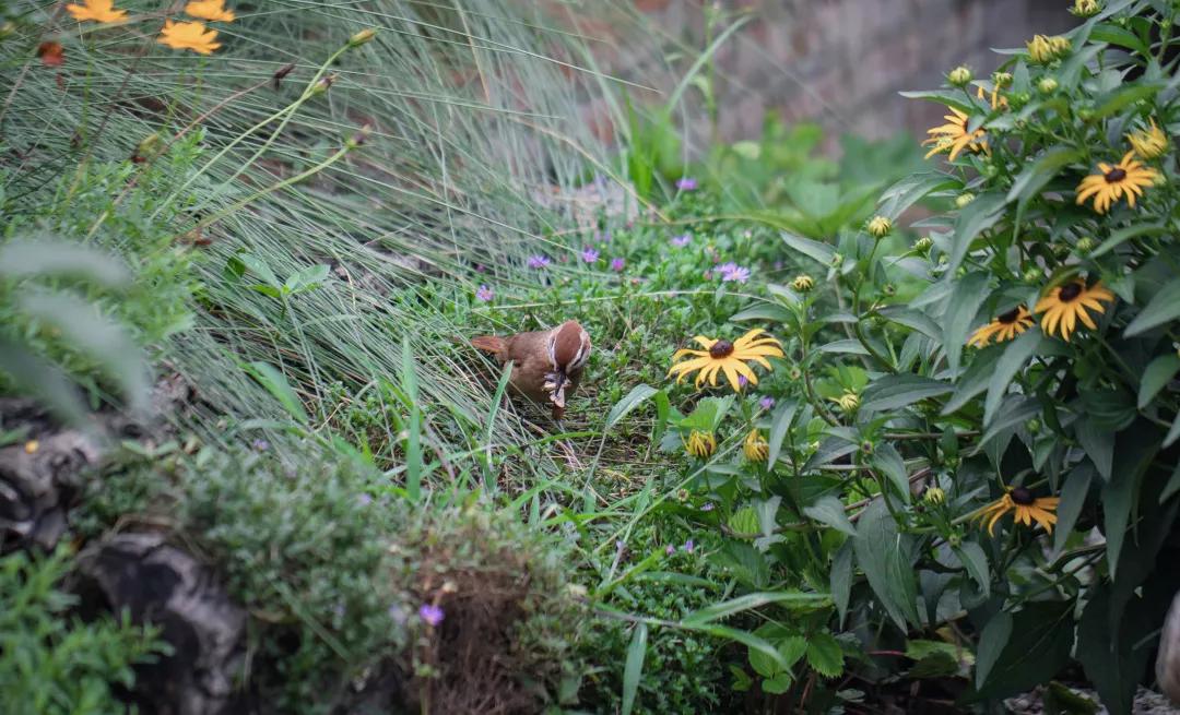 建一座完全不打药的生态花园，所有生命在这里和谐共处，值得收藏