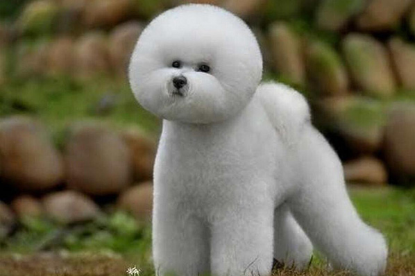 狗狗泪痕严重喂什么狗粮,狗狗泪痕用什么擦最干净