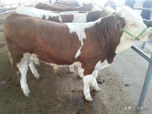 牛养殖疾病处理,牛养殖技术及管理