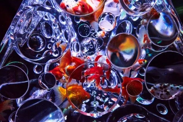 日本网红打卡艺术展,日本十大网红展