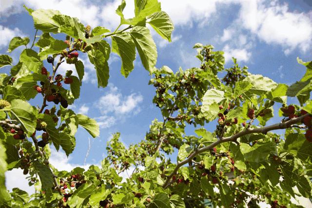 春城*月天五**，醉美桑果园