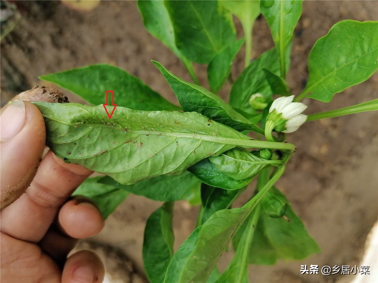 茄子叶病虫害图片大全,茄子种植用什么肥壮苗