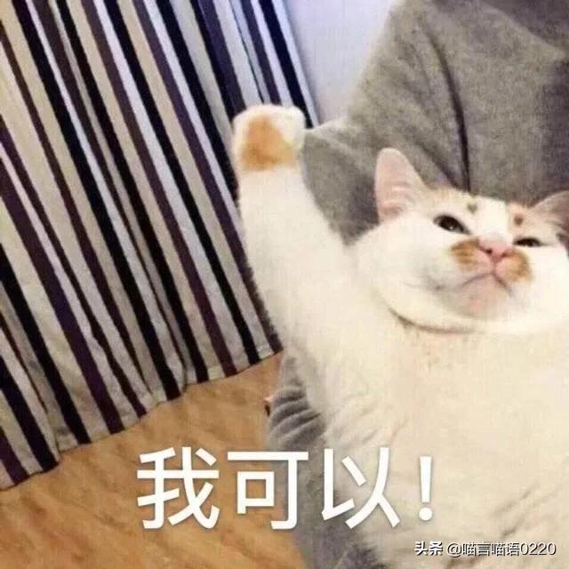 推荐猫粮营养含肉量高湿猫粮,猫粮推荐平价增肥猫