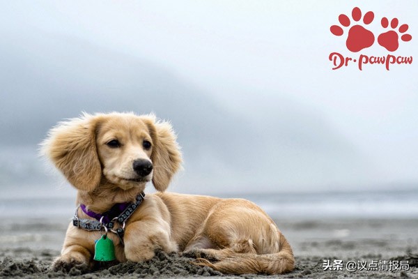 狗狗低血糖的症状或表现,狗狗低血糖会有后遗症吗