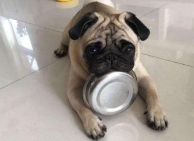 家里养的狗特别蠢怎么办,小土狗一直咬主人的手怎么解决