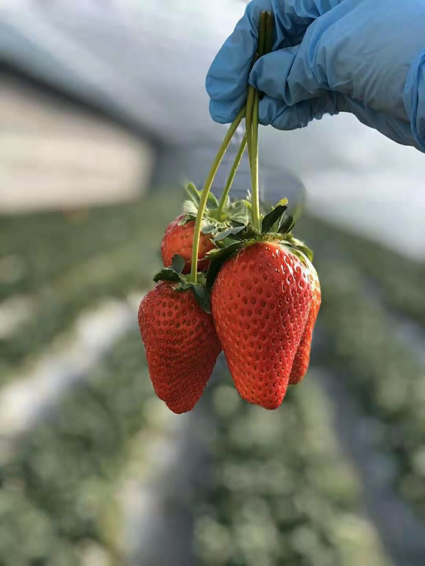 菜吧：草木皆兵，疫情之下的农场主们