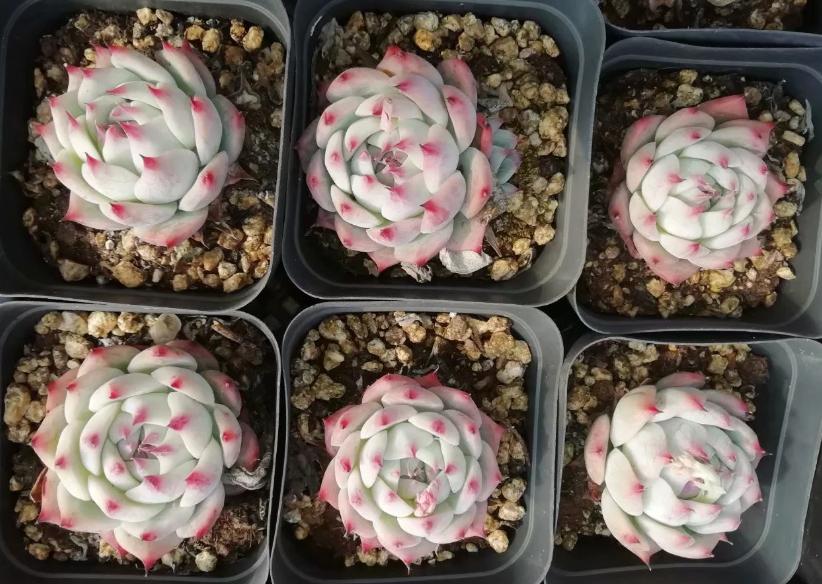 多肉养出状态来有多美?这102种多肉控养上色之后美呆了