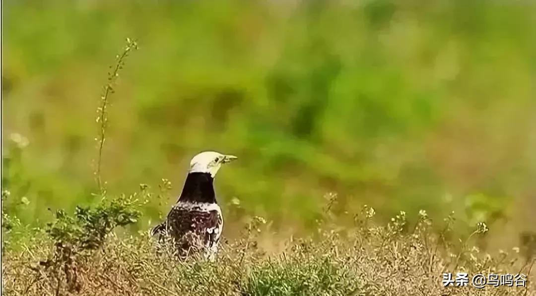 看图识鸟图片及答案,看图识鸟软件哪个好用