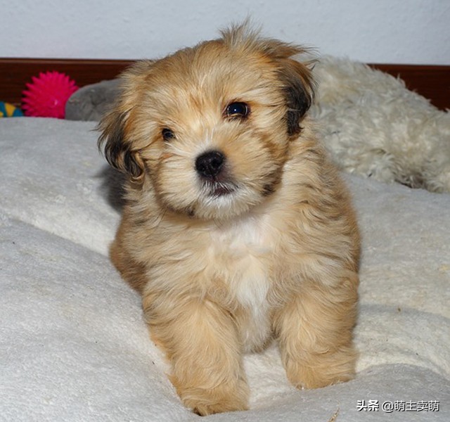 泰迪犬有这些症状说明被人宠爱着,泰迪狗粘人