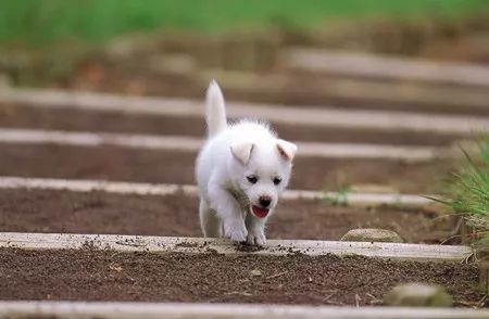 海姆立克急救法狗狗急救视频,狗狗意外车祸怎么平复心情