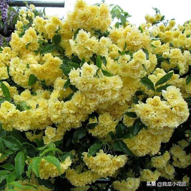 适合阳台种植的爬藤植物都有哪些,家庭阳台种什么爬藤植物比较好