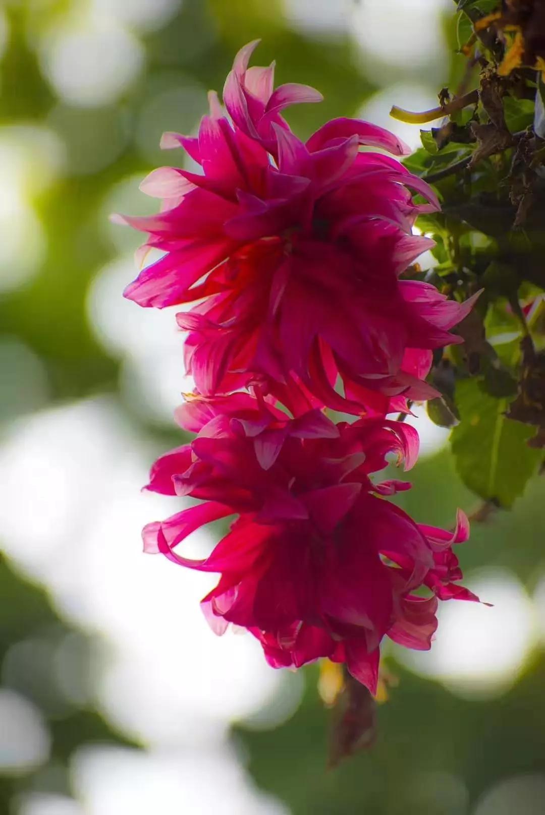 倾听花开的声音,倾听美妙的声音