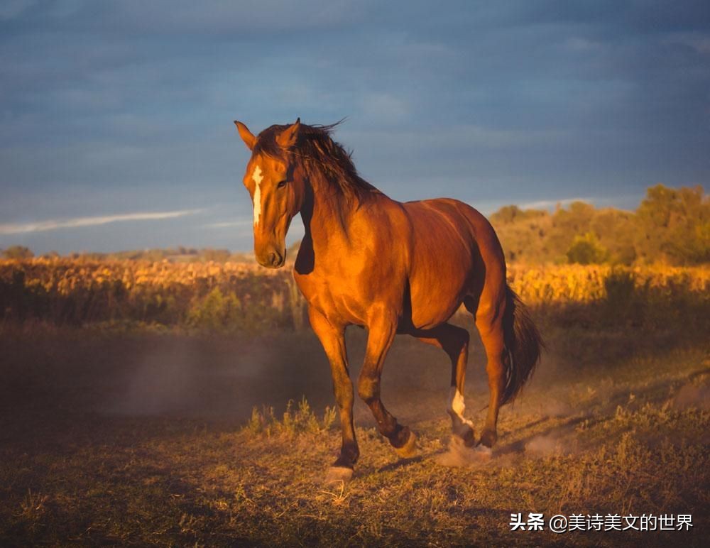最具侠气的10首诗,十首唐诗巅峰之作