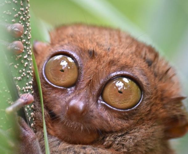 菲常路宿务美食攻略,菲常之旅临时结束