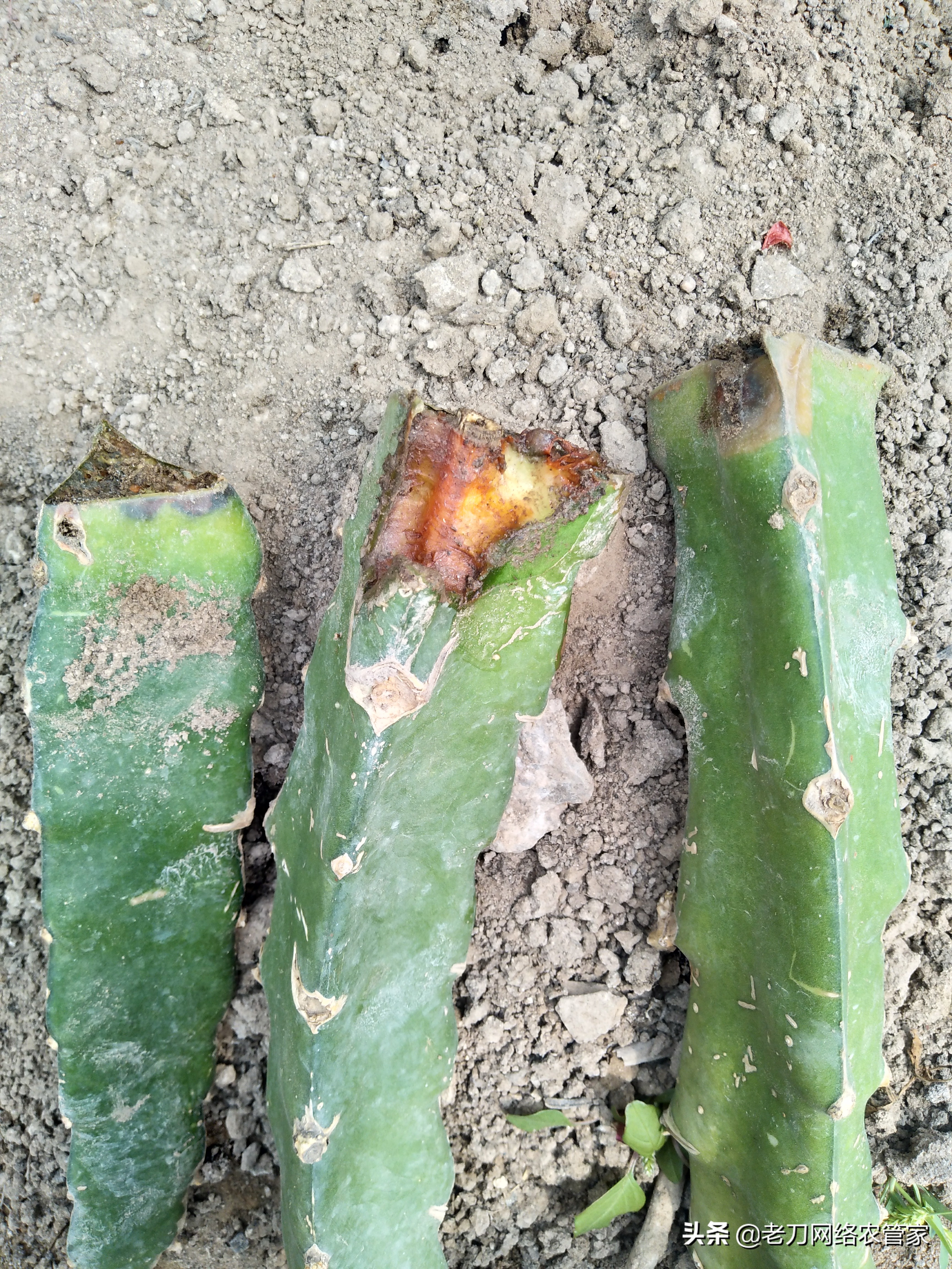 新种植的火龙果烂根怎么办,火龙果病害烂茎怎么办