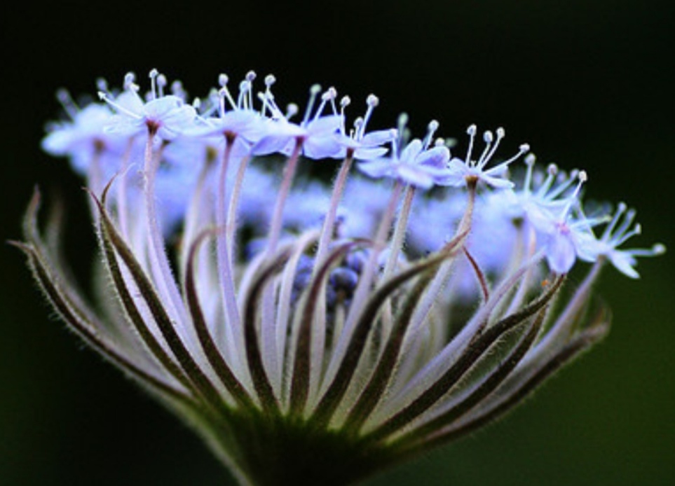 蓝蕾丝花苗,蓝蕾丝花种子