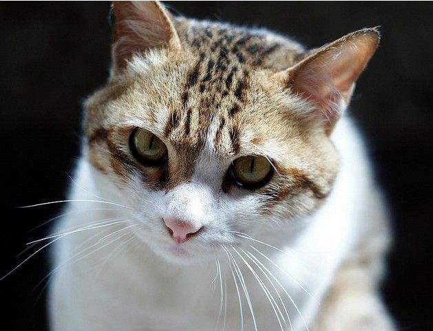 家猫都有哪些品种,家猫的品种大全