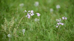 广东最美草原,藏在广东的八大草原