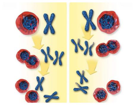 连续两次在8周胎停是什么原因,怀孕两次都胎停是什么原因