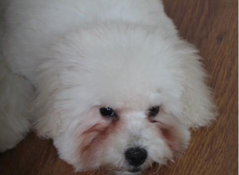 狗狗泪痕是怎么造成的,狗狗泪痕主人打理