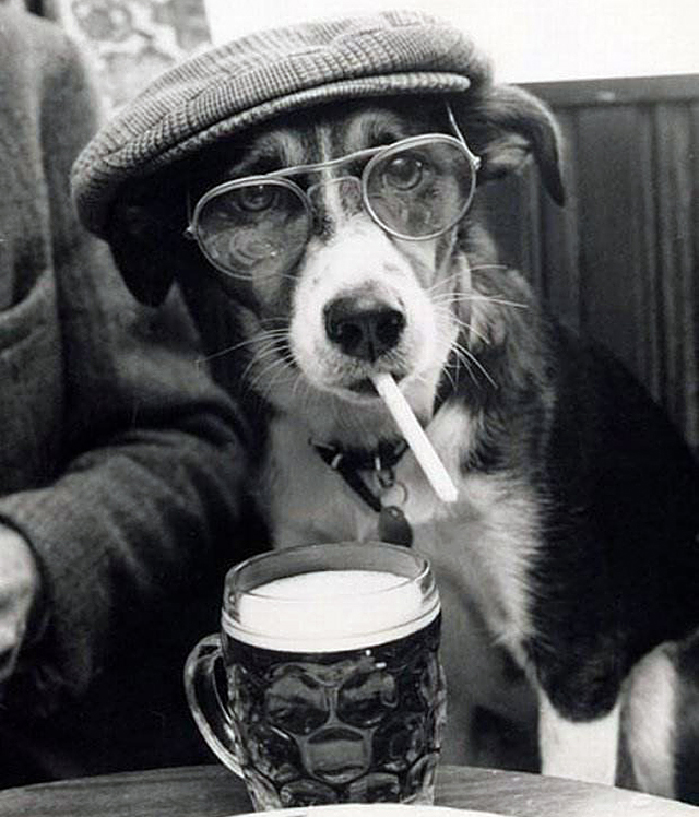 残忍的香烟实验：将小狗囚禁后割开喉咙，每天强喂100支香烟