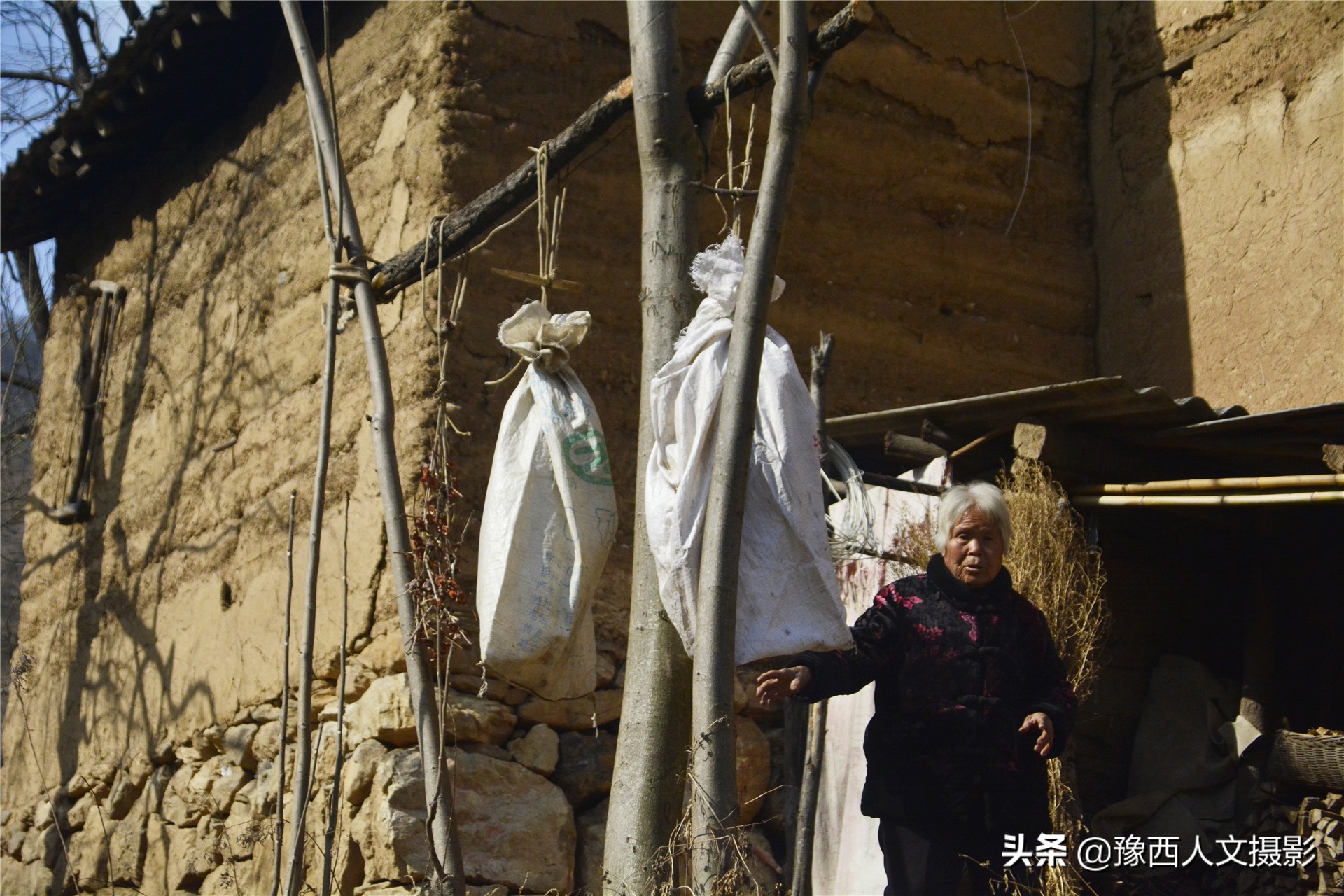 一百多年的老柿树才长这么大,碗口粗无核柿树图片