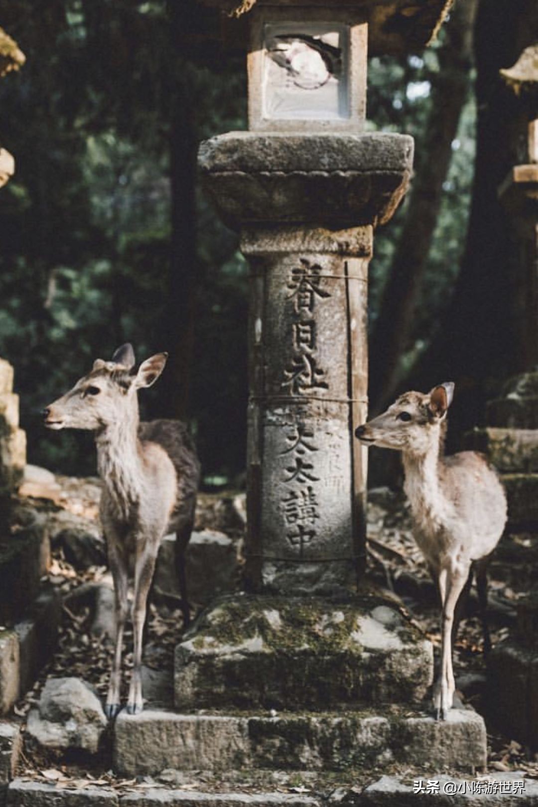 日本赴华旅行,日本赴中国旅游
