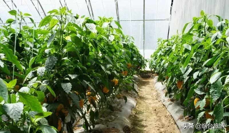 冬游莱州来一场欢乐美食之旅,冬游鲜美