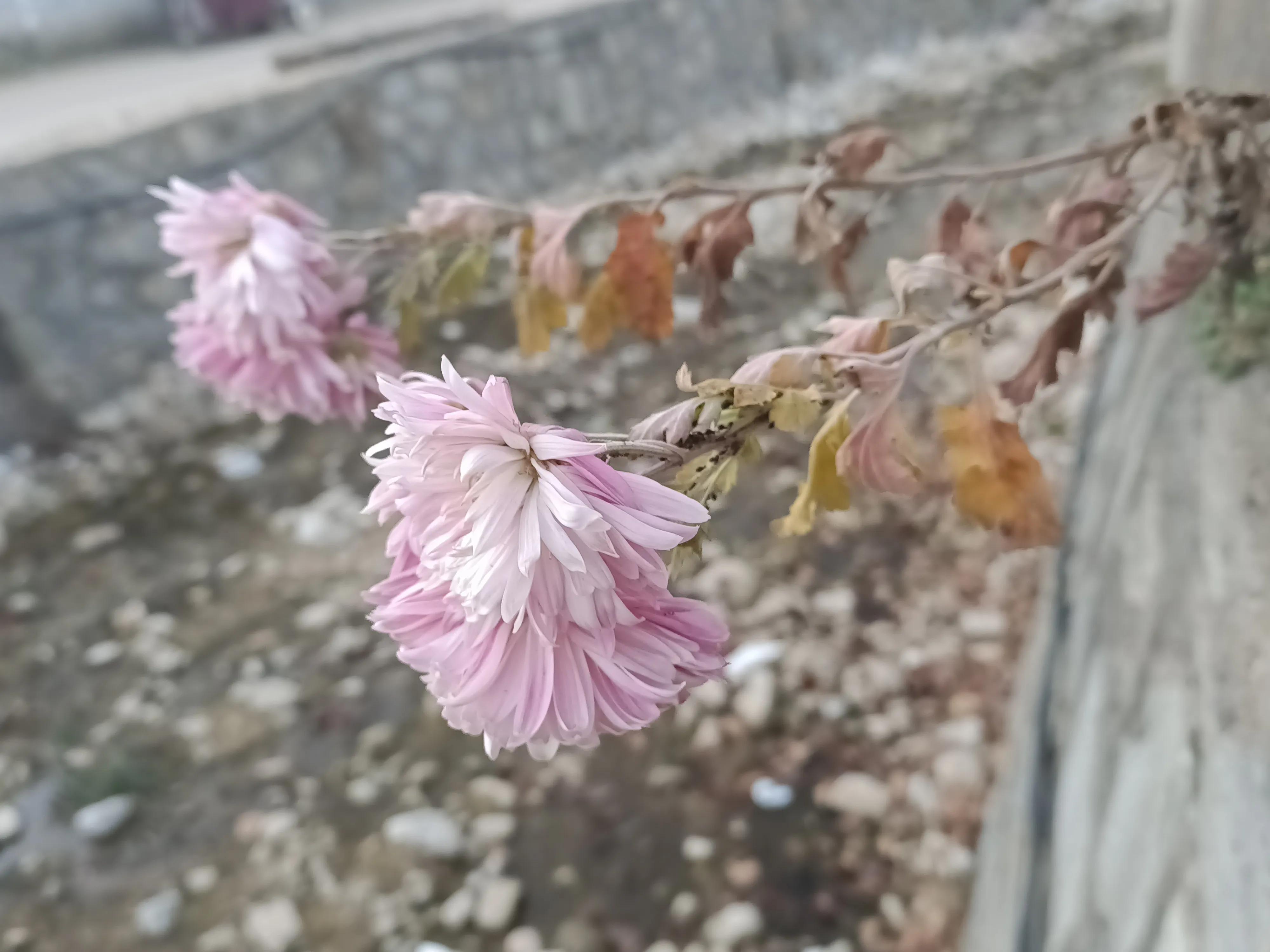 初冬，河渠畔，凋零的美之菊花的气节