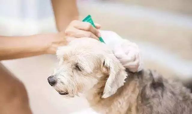 狗狗身上有虱子跳蚤怎么办,怎样能杀死狗狗身上跳蚤