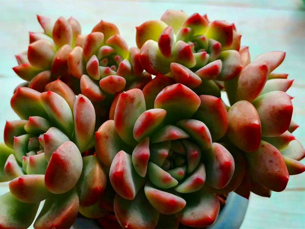 多肉病害不断，除了通风不好之外，最大的原因是潮湿，要这样解决